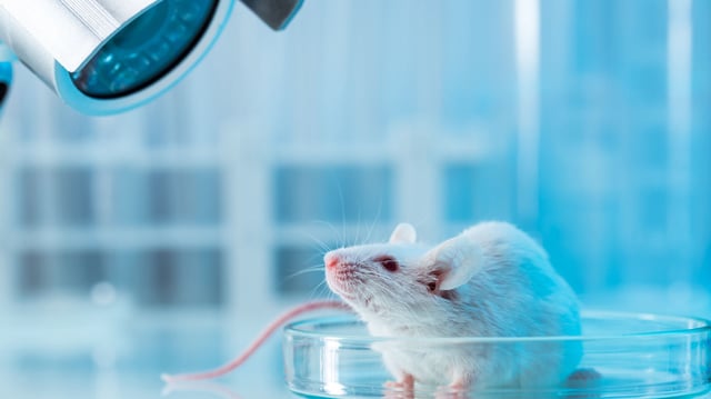 Mouse - stock photo
