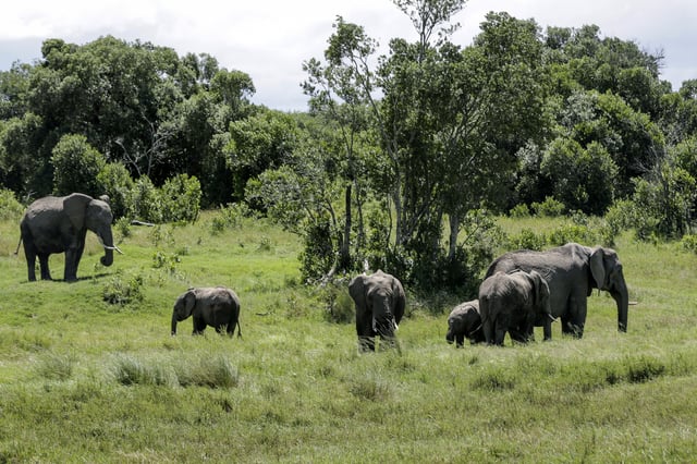 A family of elephants graze in Kenya, Saturday, May 2, 2020. (AP Photo/Khalil Senosi, File)