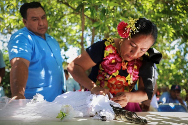 Yareli Avendano, "godmother" to a female caiman named "princess girl" Miguelana Estela del Mar Zavaleta Ramirez, a reptile that closely resembles an alligator, dresses the reptile in a wedding dress before a symoblic marriage between the reptile and San Pedro Huamelula mayor Daniel Gutierrez Pena, which is rooted in more than 230 years of tradition and joins two of Oaxaca state's indigenous cultures, the Chontal and the Huave, to plead for nature's bounty, in San Pedro Huamelula, Mexico, June 30, 2025. REUTERS/Raquel Cunha