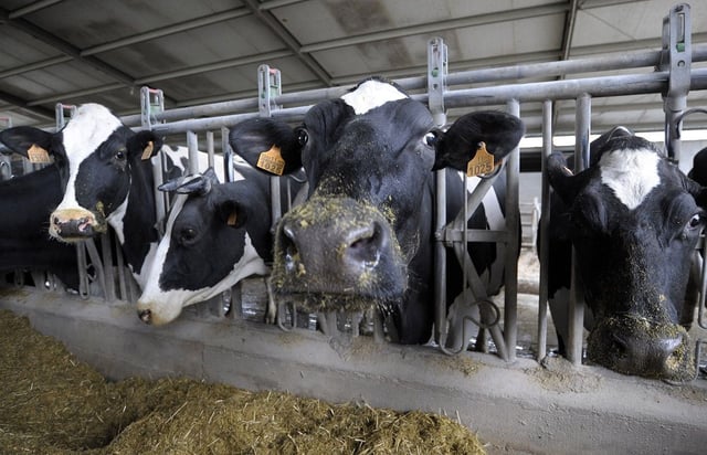Vacas en un establo