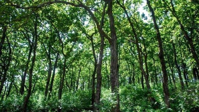 According to the May 15 order, the forest department would oversee the land granted to forest dwellers under FRA provisions, until the central government provided model management plans (Representative photo)