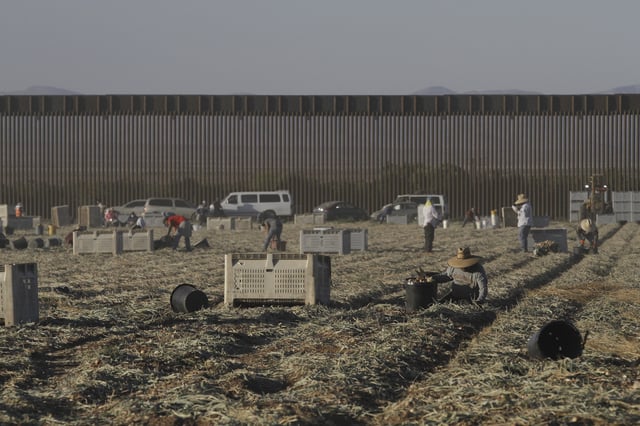 Seasonal laborers harvest onions on a privately owned ranch along the southern U.S. border in an unincorporated area 15 miles west of Columbus, N.M., on June 12, 2025. (AP Photo/Morgan Lee)