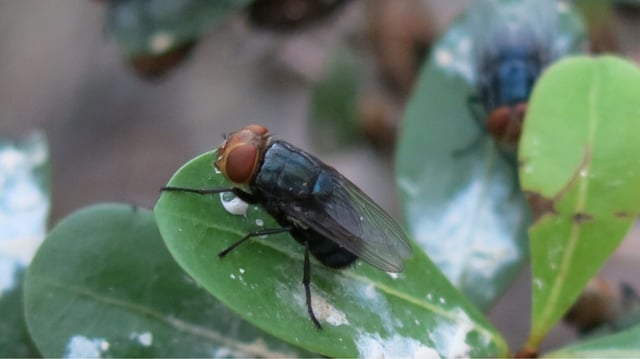 USDA targets screwworms by air-dropping billions of sterile flies.