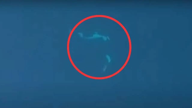 Killer Orcas 'French Kissing' For 2 Minutes