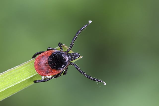 Zecken können ernste Krankheiten wie Borreliose übertragen