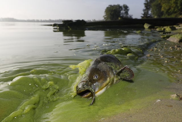 FILE - In this Sept. 20, 2017 file photo, a catfish appears on the shoreline in the algae-filled waters of North Toledo, Ohio. The U.S. Environmental Protection Agency called for stepped-up efforts Wednesday, March 7, 2018, to reduce nutrient pollution that contributes to algae blooms in Lake Erie but recommended no new federal regulations to accomplish the task. (Andy Morrison/The Blade via AP File)