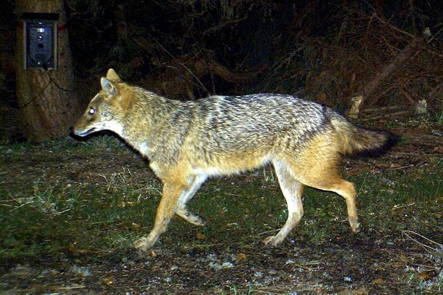 Ein Goldschakal läuft nachts durch den Wald, an einem Baum ist eine Wildkamera installiert