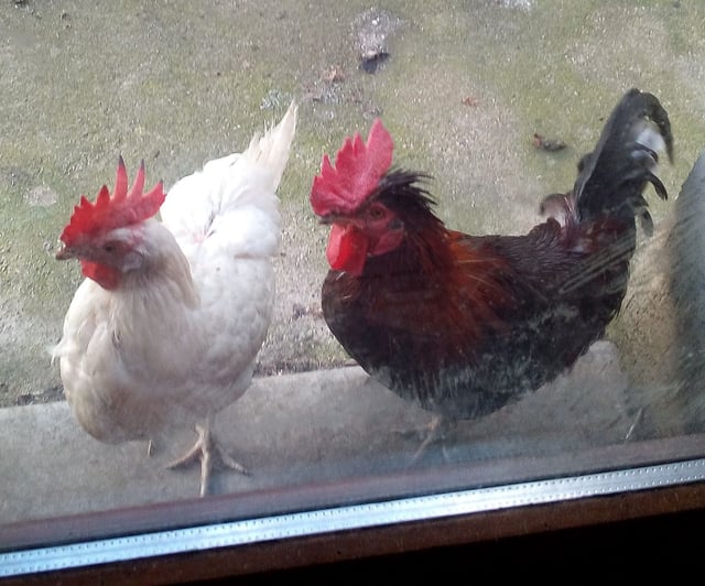 RIP Ricco (à droite).