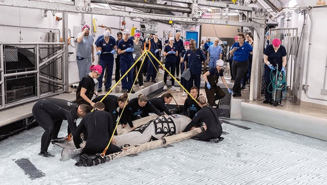 Kimalu The Beluga Whale Undergoes Pioneering Surgery And Becomes First Beluga To Survive General Aesthetic
