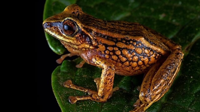 La Pristimantis chinguelas a été découverte au Pérou par l’herpétologue German Chavez.