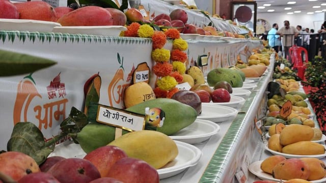 Mangoes displayed at the fesitval in Lucknow. (Deepak Gupta/HT Photo)
