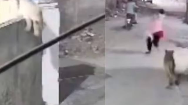 Pet Lion Escapes, Attacks Woman and Kids on Lahore Street  | Image: X