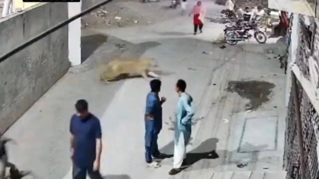 Lahore lion attack