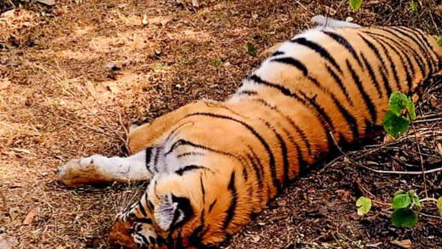 Initial investigations suggest that the tigers in Karnataka were poisoned, allegedly by chemicals applied to a cow carcass. 