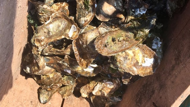 The oyster diseases dermo and MSX have now both been confirmed in oyster samples from P.E.I., according to the Canadian Food Inspection Agency. Neither disease poses any risk to humans eating oysters, but they do cause increased mortality rates among the molluscs.