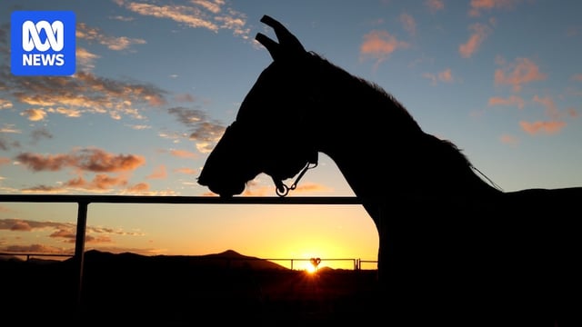 Horse in bridle and headpiece, silhouette against rising sun. 