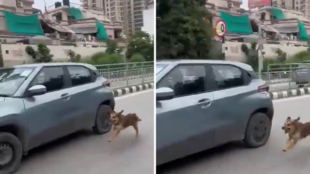 In the clip, the dog can be seen running along with the speeding car, trying to catch up with it.