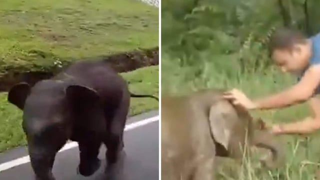 The visibly distressed elephant calf begins frantically circling the vehicle after getting separated from its herd,