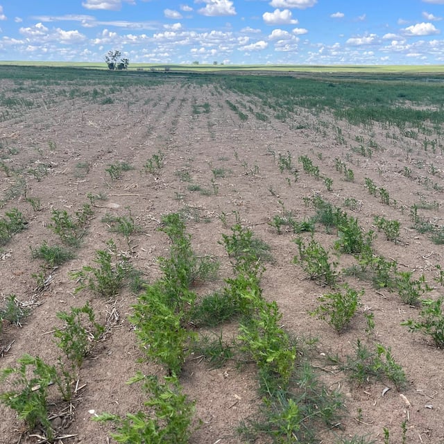 Red lentils are shown growing in a dry field on June 29, 2025, on Quinton Jacksteit's farm near Golden Prairie in southwest Saskatchewan. THE CANADIAN PRESS/Handout - Quinton Jacksteit (Mandatory Credit)