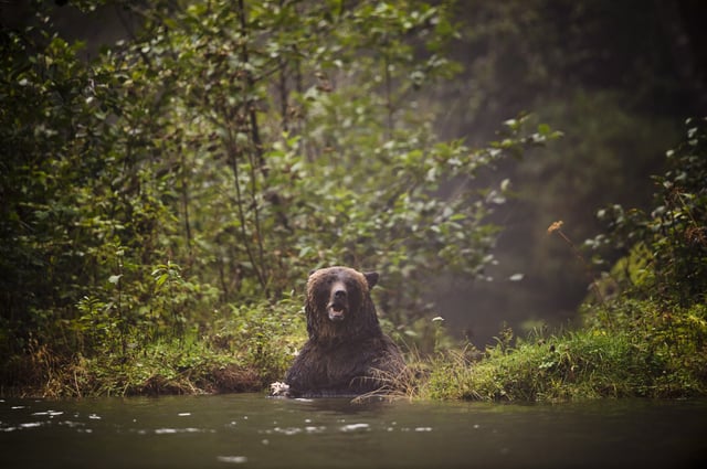 A Grizzly bear searches for food as he fishes in Khutze Inlet near Princess Royal Island, B.C., on Sept, 19, 2013.