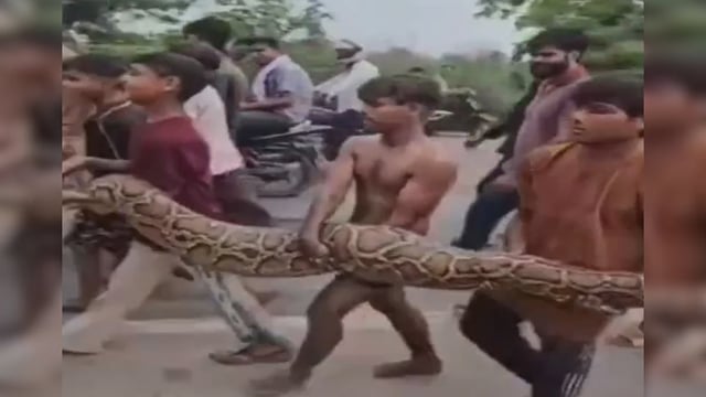 Viral Video: UP Kids Carry 15-Foot-Long Python In Bare Hands, Click Pictures And Reels, Forest Department Unaware