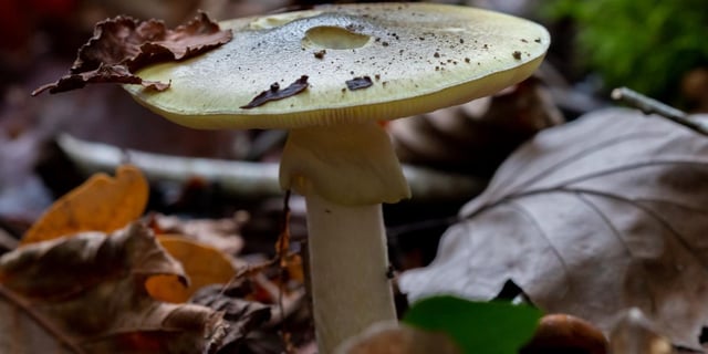 Erin Patterson était accusée du meurtre des parents de son mari et de la tante de ce dernier, à qui elle avait servi en juillet 2023 un plat comportant des amanites phalloïdes, un des plus dangereux champignons vénéneux.