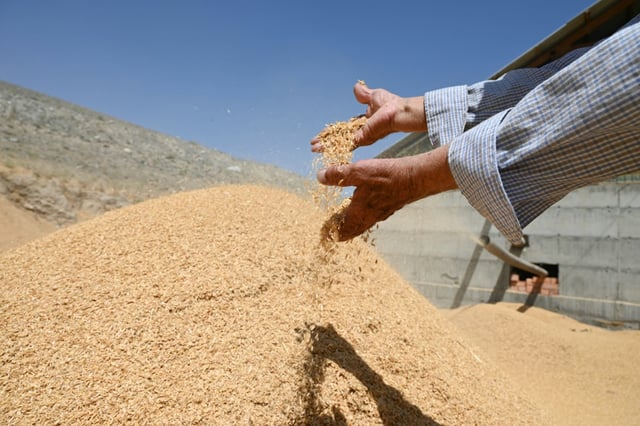 De la balle de riz dans la région de Batken, au Kirghizstan, le 22 mai 2025