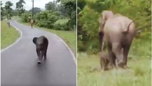 Kaziranga forest officials help baby elephant reunite with mother in adorable video
