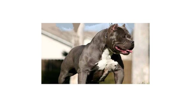 Un perro de raza pitbull atacó a dos mujeres en Santo Tomé. 
