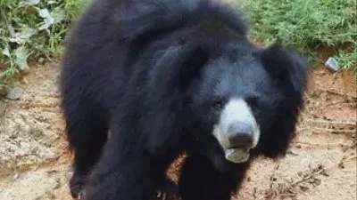 Enraged villagers surrounded the bear and beat it to death with sticks