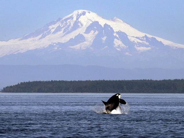 File photo of an orca breaching in view of Mount Baker.