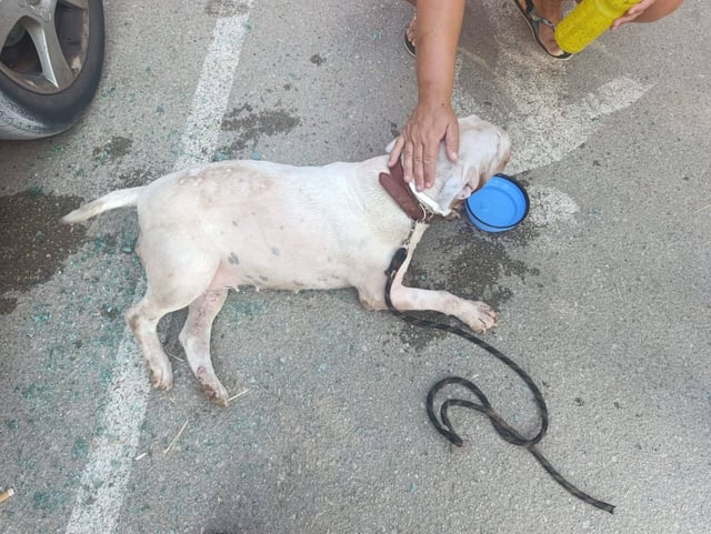 El perro que fue encerrado en un vehículo en Vilanova i la Geltrú, una vez liberado