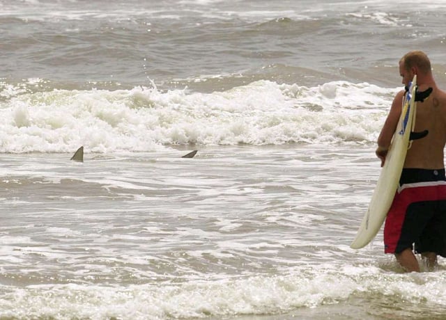A surfer eyes a passing shark at New Smyrna Beach, in Volusia County, the area responsible for 68% of the state&#39;s unprovoked shark bites.