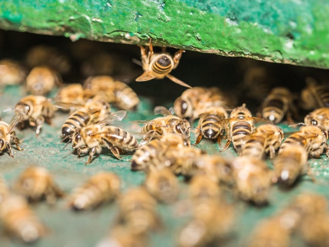 In Südfrankreich wurden mehrere Menschen bei einer Bienenattacke verletzt  (Symbolbild) 