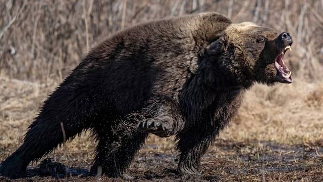 Bear Attack In Sidhi Leaves 3 Dead, 4 Injured As Villagers Beat Animal To Death | Image: Shutterstock