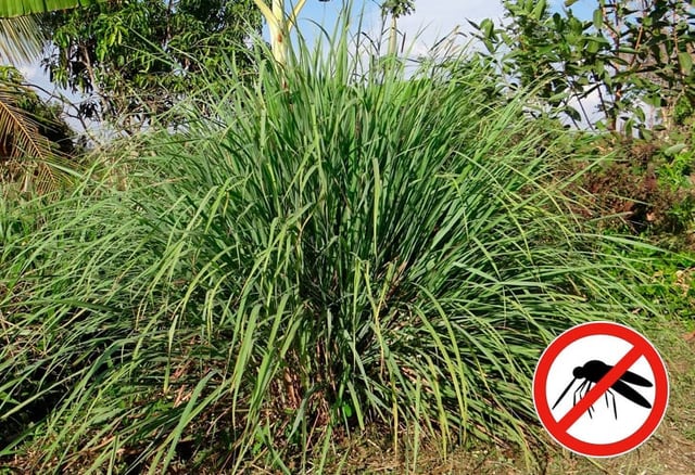 “Soy jardinero y esta es la planta que debe tener en su jardín para alejar a los mosquitos”