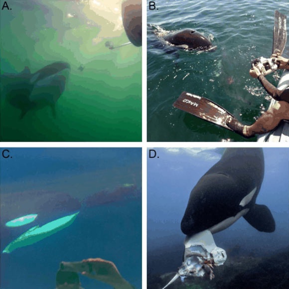 The cases presented by Towers et al. are among the first recorded where wild killer whales (Orcinus orca) used prey and other items to instigate interactions with humans. Image credit: Towers et al., doi: 10.1037/com0000422.