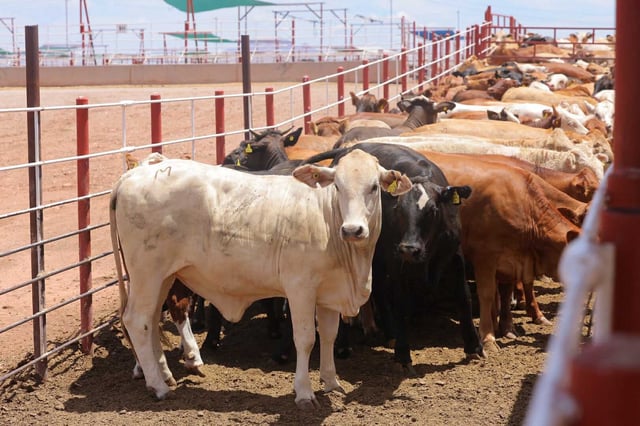 Reabren frontera en Agua Prieta para exportación de ganado tras cuarentena. Foto: Especial