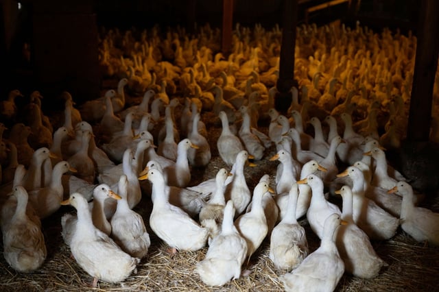 US Bird Flu-Duck Farm. Ducks walk around their barn at the Crescent Duck Farm in Aquebogue, N.Y., Thursday, May 22, 2025. (AP Photo/Seth Wenig)