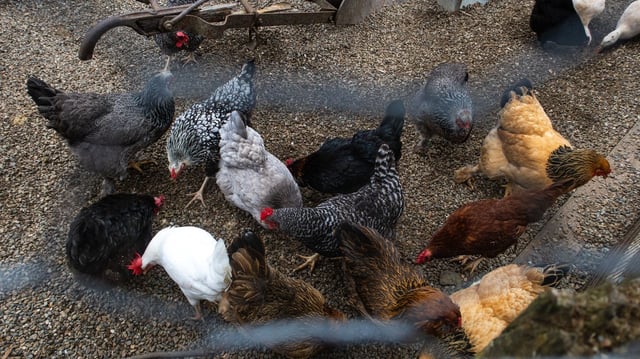 CDC data shows 70 human bird flu cases were reported in the U.S. Photo: Jay L Clendenin/Getty Images