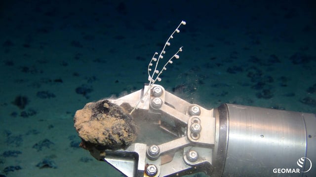 The robotic arm of a remote-operated underwater vehicle grips a polymetallic nodule on which a coral grows. Image courtesy of Geomar Bilddatenbank via Wikimedia Commons (CC BY 4.0).
