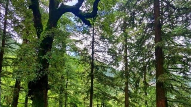 Forest and other departmental staff, besides volunteers, will place saplings in pits and swiftly fill the soil around the pits to make the saplings stand firm, an officer explained. (REPRESENTATIVE IMAGE)