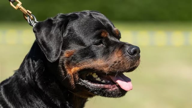 Rottweiler dogs attack 75-year-old Dehradun woman on morning walk, owner arrested
