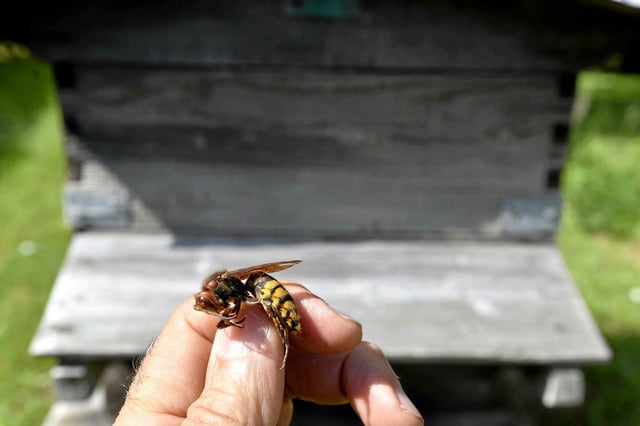 

<meta charset="UTF-8" />Aurillac : 24 personnes piquées lors d’une attaque d’abeilles, 3 en urgence.

