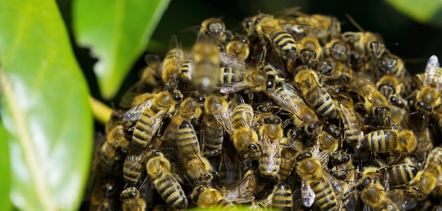 Ein Bienenschwarm hängt in einem Ast (Symbolbild)