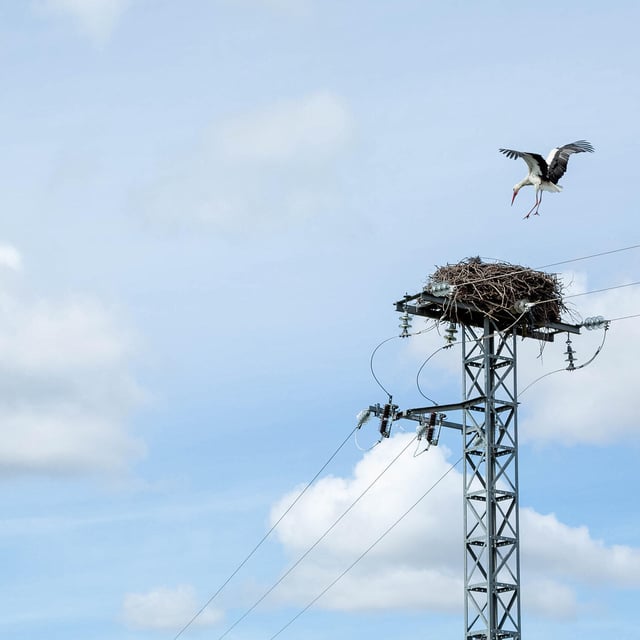 In Oberfranken bauen Vögel häufig Nester auf Stromleitungen, was zu gefährlichen Situationen führen kann. Schutzmaßnahmen sind nicht immer erfolgreich.