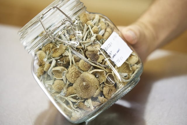 Gared Hansen shows psilocybin mushrooms that are ready for distribution in his Uptown Fungus lab in Springfield, Ore., on Monday, Aug. 14, 2023. 
