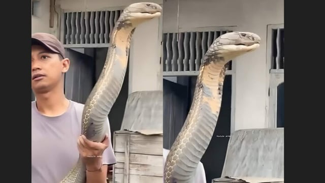 IFS Officer Parveen Kaswan’s video of a man holding a huge king cobra sparked awe and fear online.