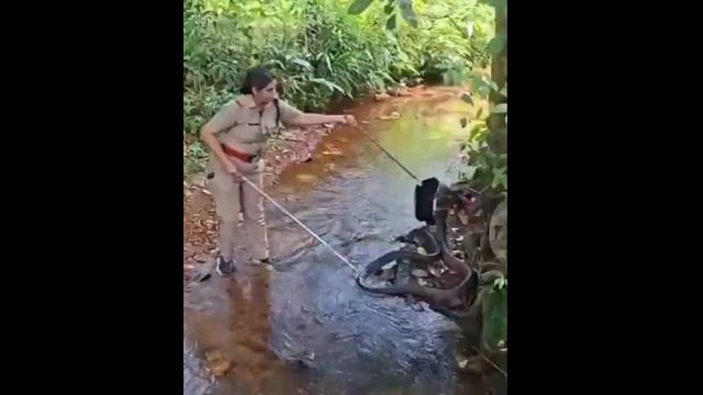 In the daring video, Forest Beat Officer G S Roshni was seen picking the enormous snake