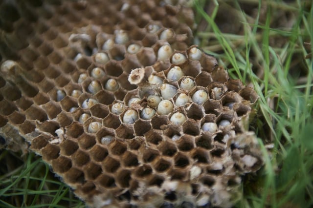 Nach einem mutmaßlich durch asiatische Hornissen ausgelösten Angriff von Bienen in Frankreich sind drei Menschen als Notfall in Krankenhäuser gebracht worden.